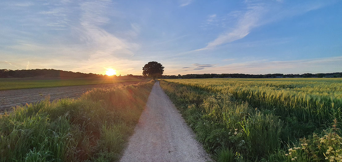 Vista leading to a tree