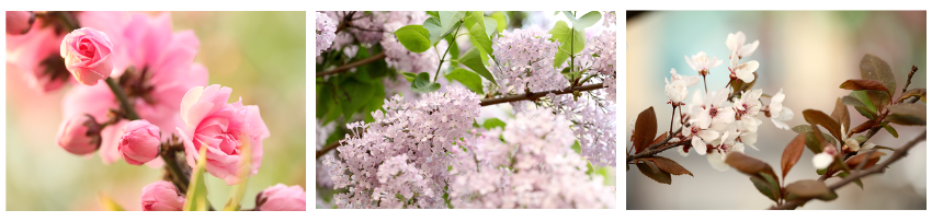 Three photographs of flowers