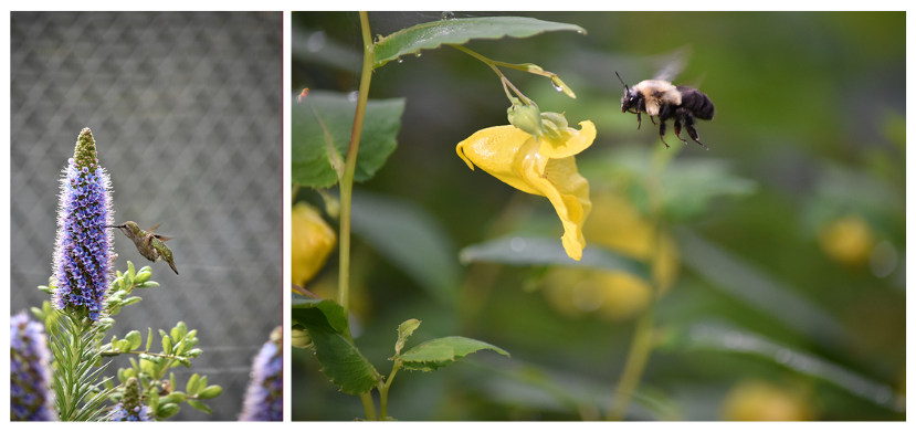 Morning Nectar (left) and Golden Serenade (right) depict insects in nature