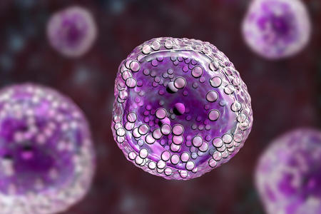 Burkitt's lymphoma cells