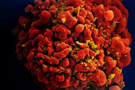 Mansky virus