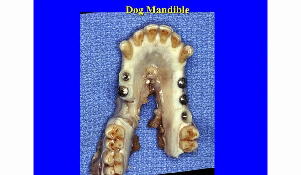 Dog Mandible