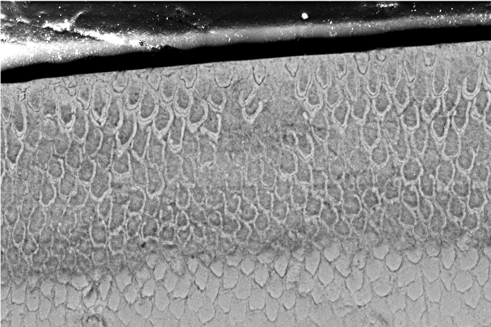 Biomimetics
