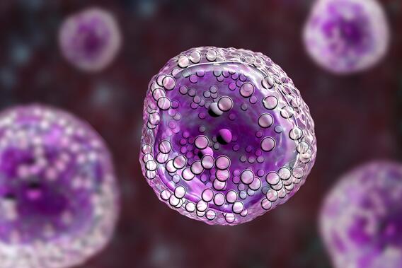 Burkitt's lymphoma cells