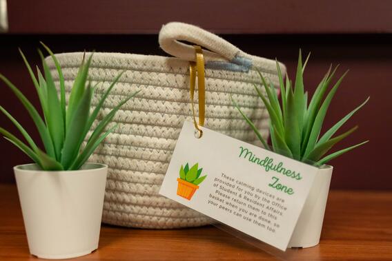 succulent plants in mindfulness zone
