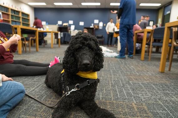 Dog at PAWS event