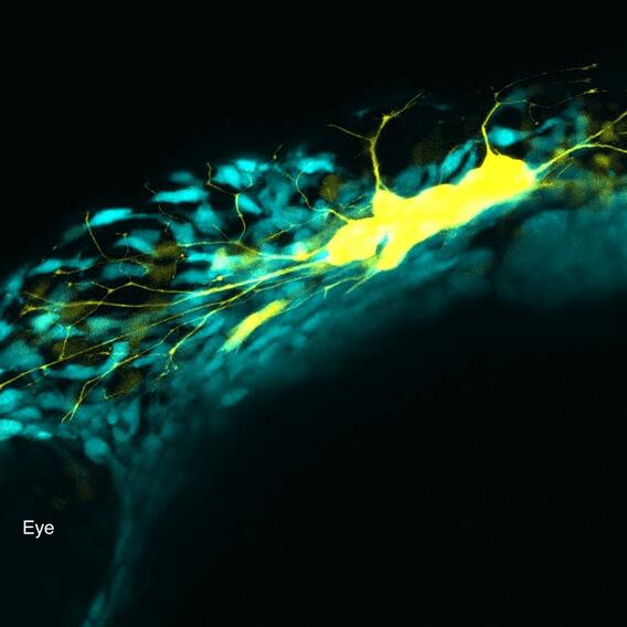 photo of a 22-hour post-fertilization wild-type larval zebrafish embryohead that shows the formation of trigeminal sensory neurons from neural crest cells