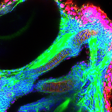 confocal image of a zebrafish embryo at 3 days post-fertilization