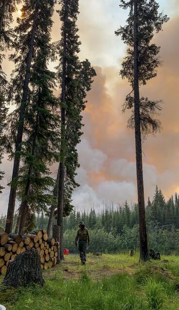 Shot of forest during wild fire