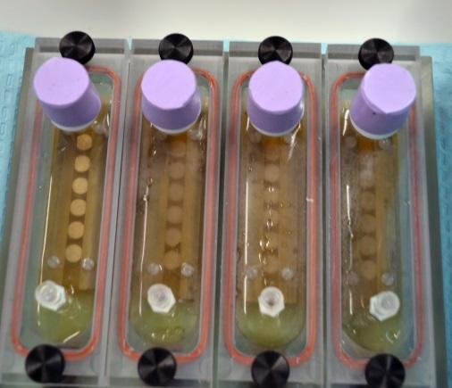 Biofilm Challenges