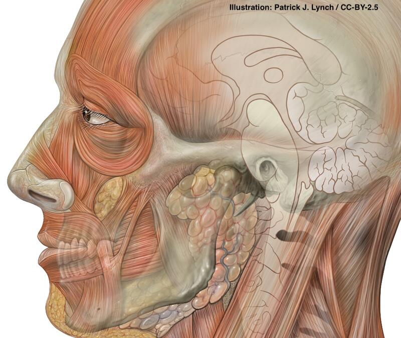 medical illustration of the head and neck - lateral view