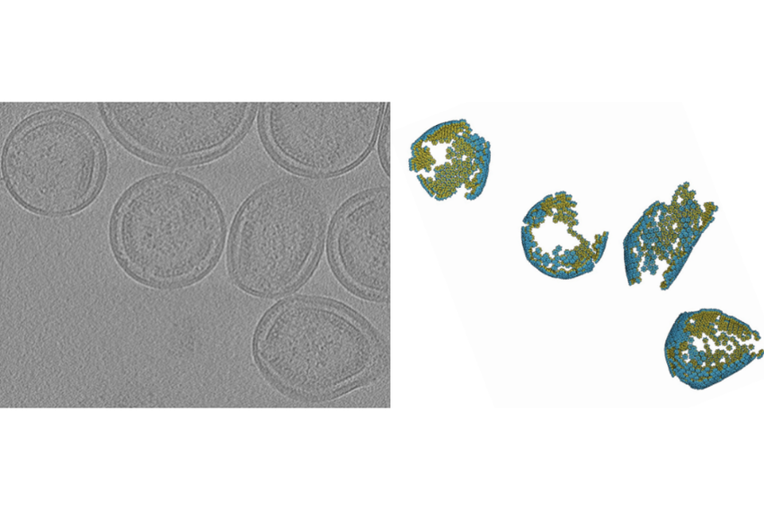  cryo-electron tomography (cryo-ET) slice (left) of human T-cell leukemia virus (HTLV) particles. A 3D-image reconstruction is shown (right) of the HTLV particles.
