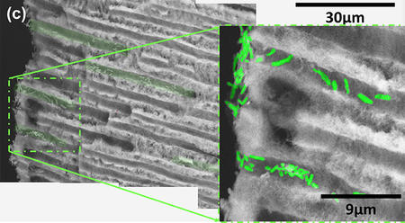 Scanning Electron Mircosopy